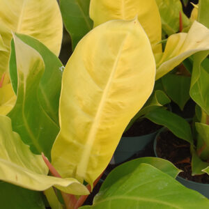 Moonlight Philodendron foliage