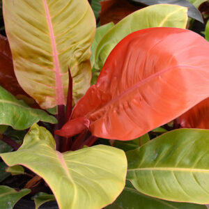 Prismacolor&trade; Prince of Orange Philodendron foliage