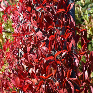 Red Wall&reg; Virginia Creeper in fall