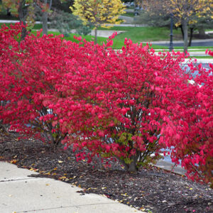 Fire Ball&reg; Burning Bush in fall