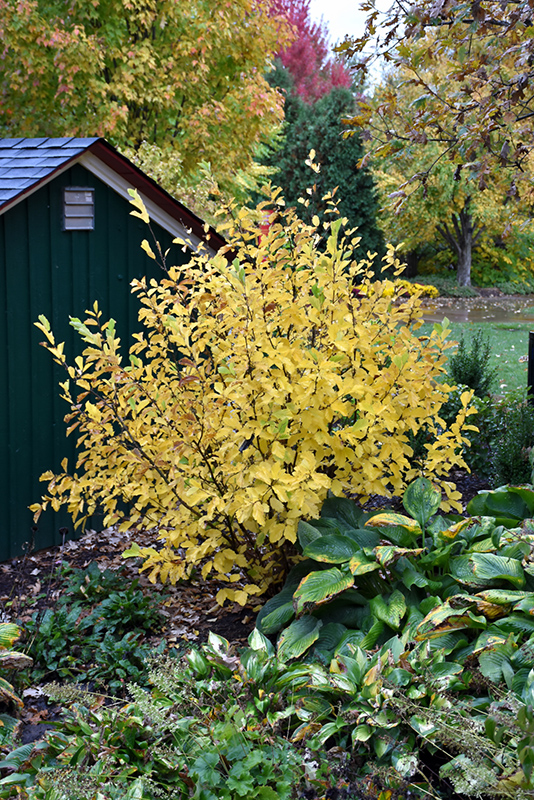 Vernal Witchhazel in fall