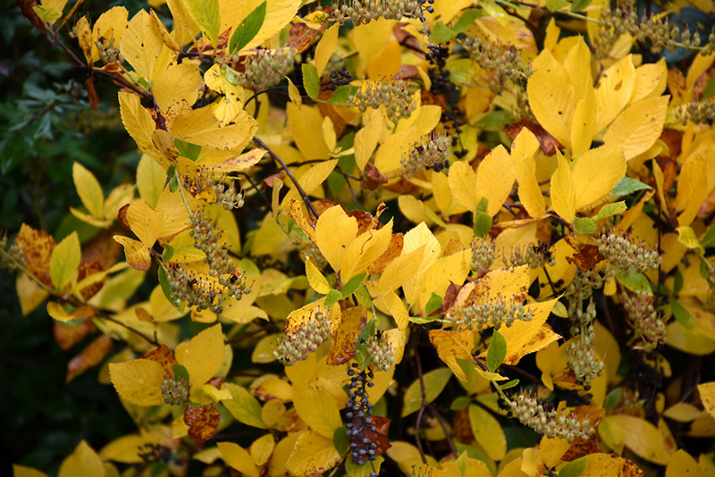 Vanilla Spice® Summersweet in fall