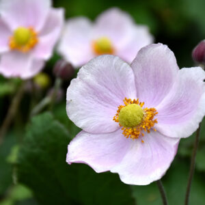 September Charm Anemone flowers