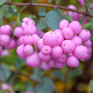 Proud Berry&reg; Coralberry fruit