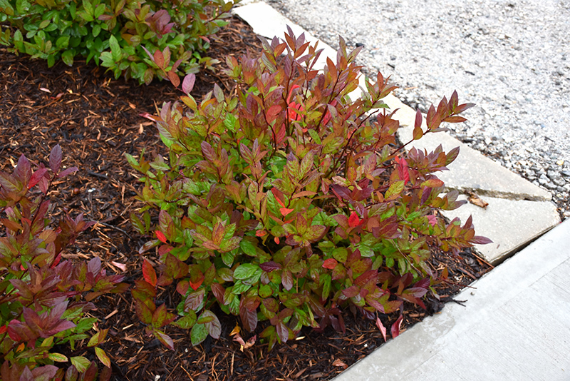 Scentlandia® Virginia Sweetspire in fall