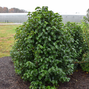 All That Glitters&reg; Viburnum