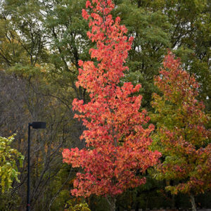 Sweet Gum in fall
