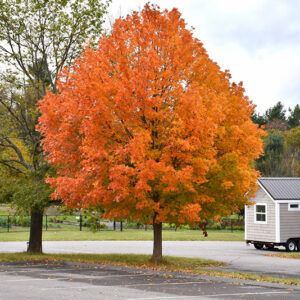 Sugar Maple in fall