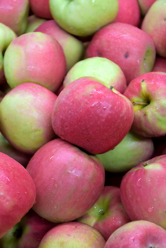 Pink Lady Apple fruit