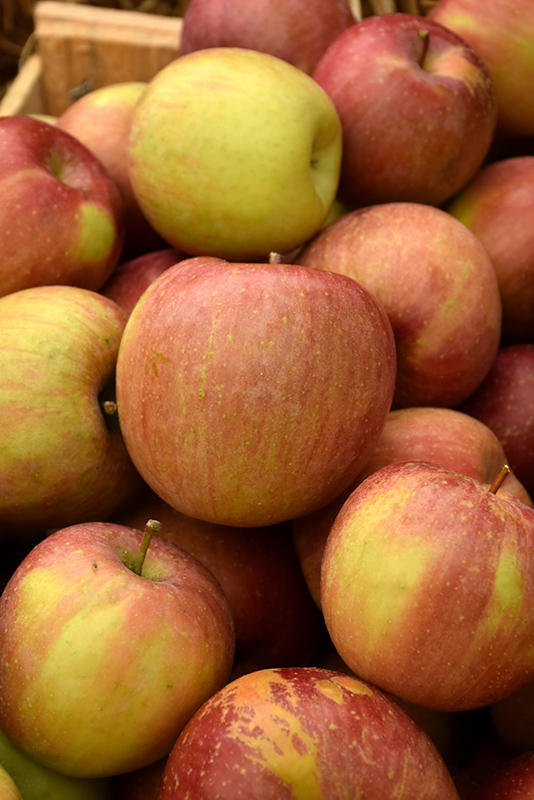 Fuji Apple fruit