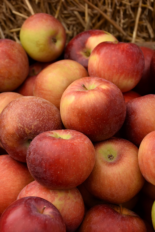 Empire Apple fruit