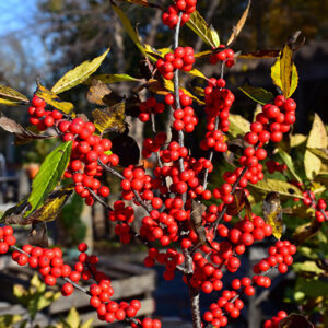 Winterberry fruit