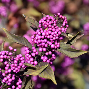 Pearl Glam&reg; Beautyberry fruit