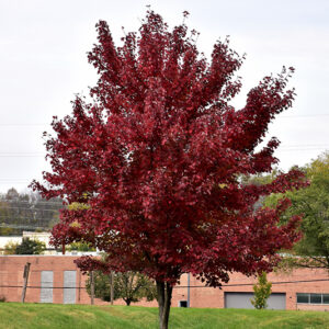 Brandywine Red Maple in fall