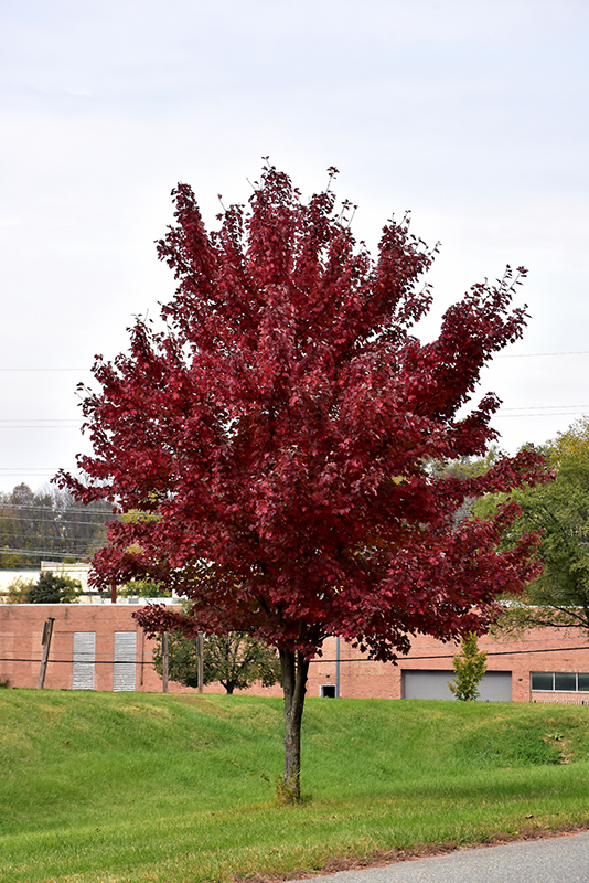 Brandywine Red Maple in fall