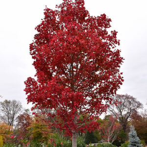 October Glory Red Maple in fall