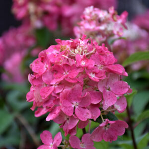Fire Light® Hydrangea (tree form) foliage