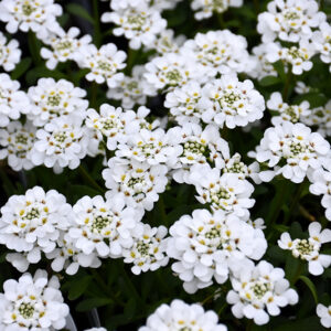 Purity Candytuft flowers