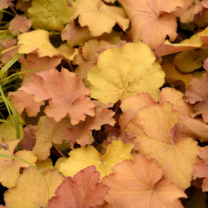 Caramel Coral Bells foliage