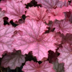 Berry Smoothie Coral Bells foliage
