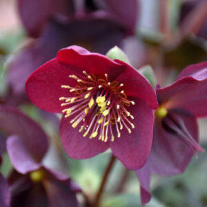 HGC&reg; Ice N' Roses&reg; Red Hellebore flowers