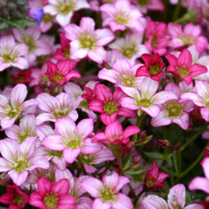 Alpino™ Rose Saxifrage flowers