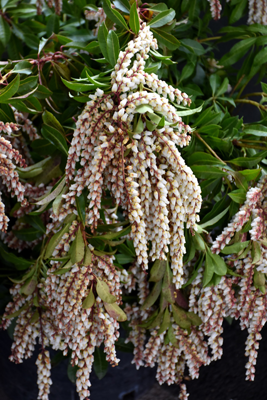 Mountain Fire Japanese Pieris flowers