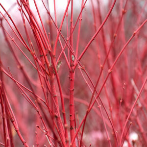Coral Bark Japanese Maple foliage
