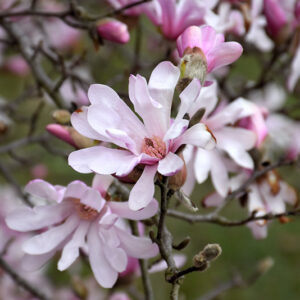 Leonard Messel Magnolia flowers