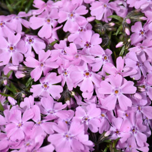 Ronsdorfer Beauty Moss Phlox flowers