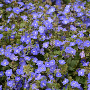 Georgia Blue Speedwell flowers