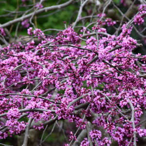Traveller Weeping Redbud flowers