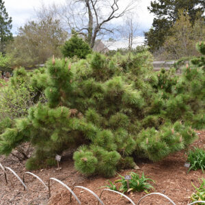 Yatsubusa Japanese Black Pine