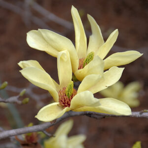 Yellow Bird Magnolia flowers