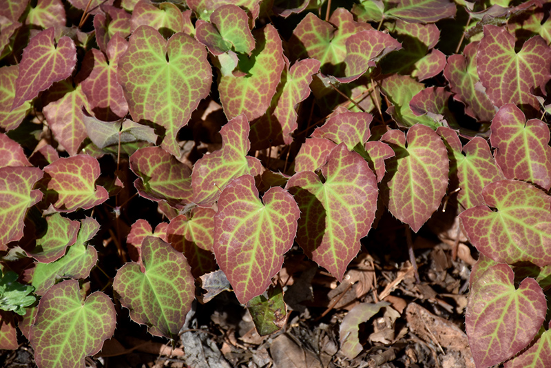 Froehnleiten Bishop's Hat foliage