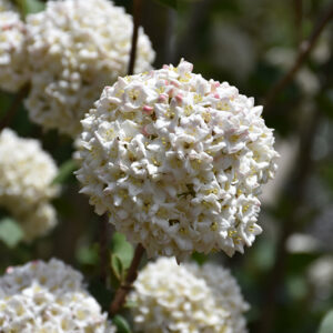 Burkwood Viburnum flowers