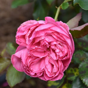 Pretty In Pink Eden&reg; Rose flowers