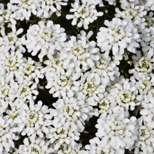 Snowsation Candytuft flowers