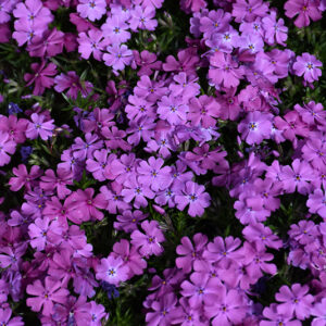 Spring Purple Moss Phlox flowers