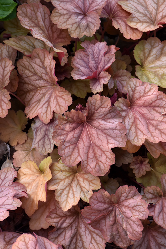 Carnival Watermelon Coral Bells foliage