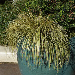 EverColor® Eversheen Japanese Sedge