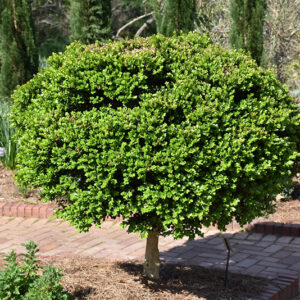 Common Boxwood (tree form)