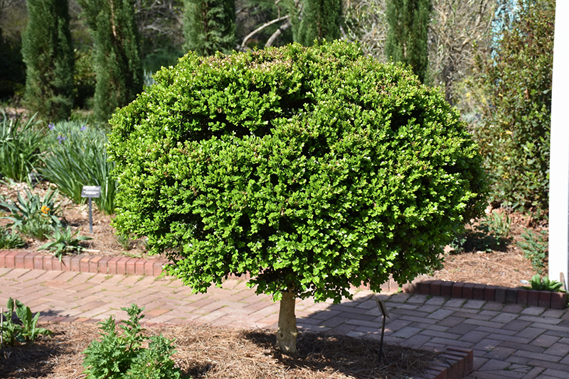 Common Boxwood (tree form)