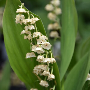 Lily-Of-The-Valley flowers