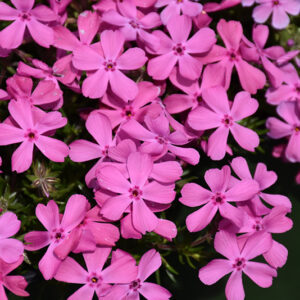 Moss Phlox flowers