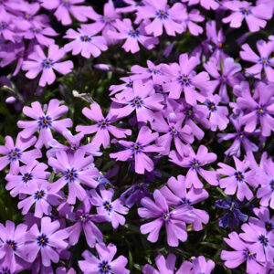 Purple Beauty Moss Phlox flowers