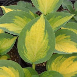 Forbidden Fruit Hosta foliage