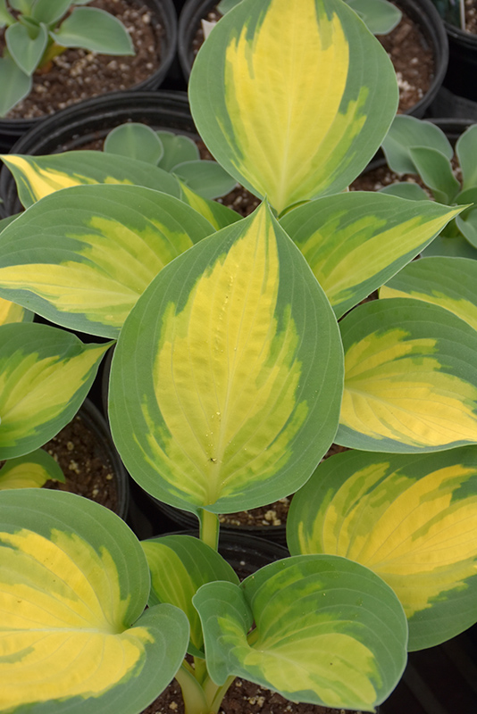 Forbidden Fruit Hosta foliage
