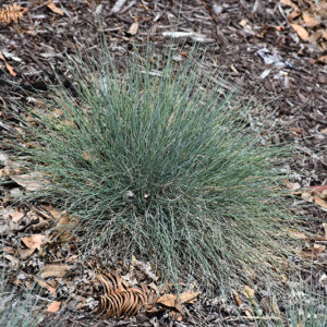 Boulder Blue Fescue