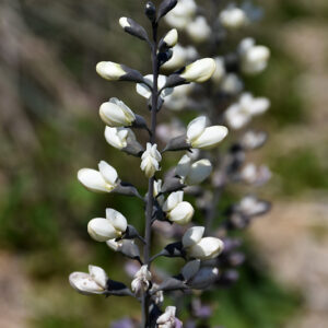 White False Indigo flowers